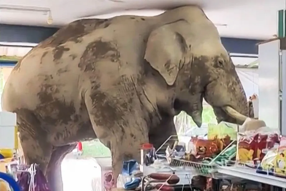 Un éléphant affamé fait irruption dans une épicerie thaïlandaise