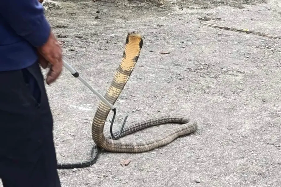 Les serpents venimeux s’adaptent aux hautes altitudes au Népal : le changement climatique entraîne de nouveaux dangers