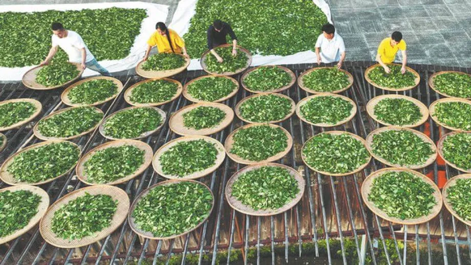Le thé de roche de Wuyi : tradition, innovation et héritage durable du trésor oolong chinois