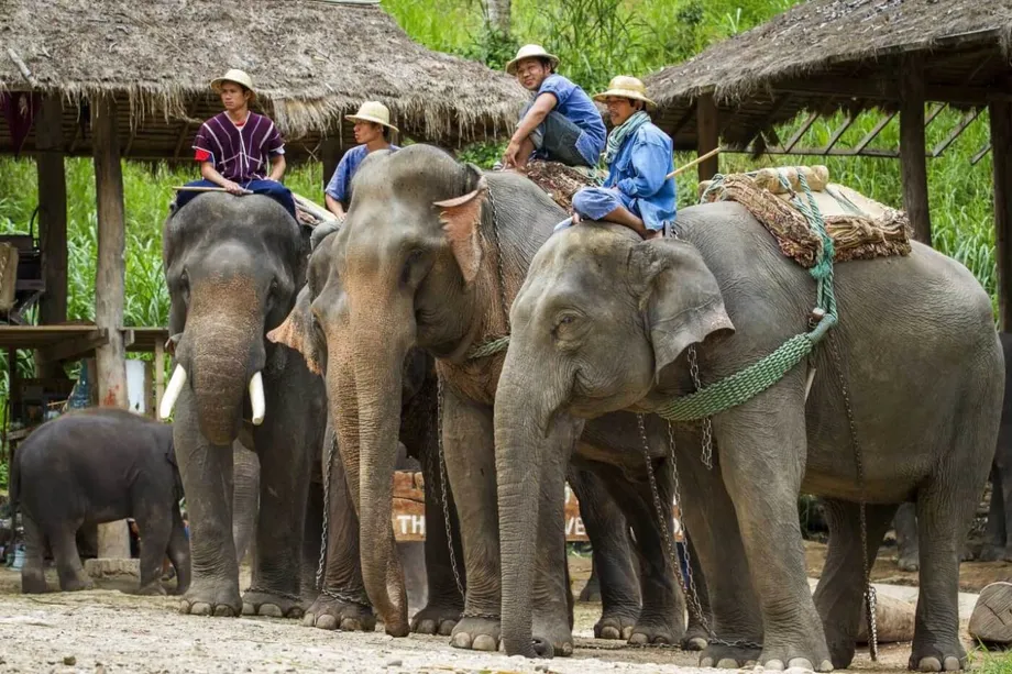 Les camps d’éléphants de Thaïlande à la croisée des chemins : réinvention, éthique et survie dans un monde post-pandémique