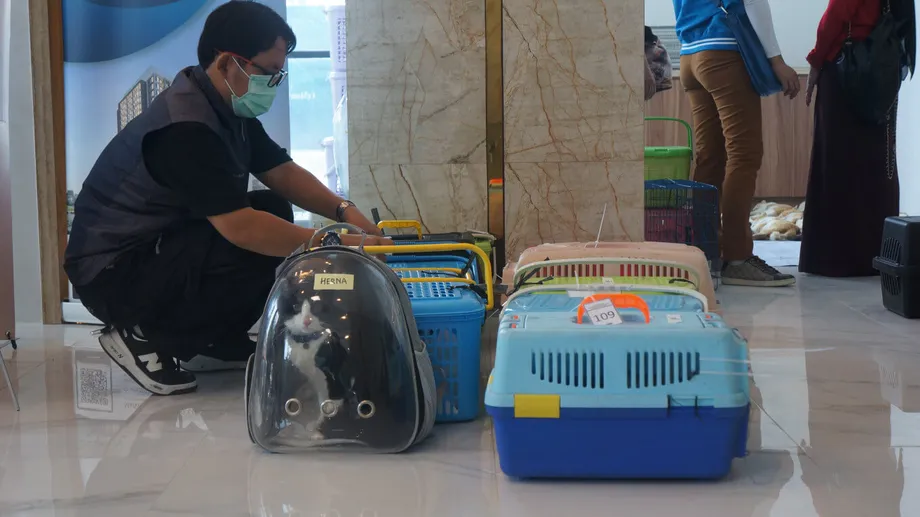 Jakarta's 'Cat Island': Welfare Concerns or Wildlife Haven? - World ...