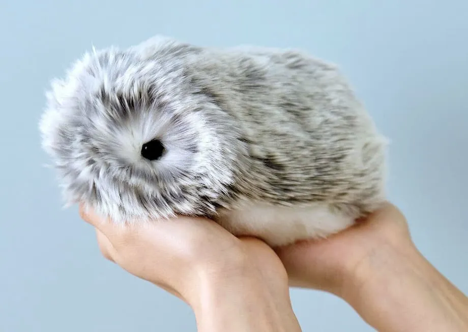 Moflin : le robot animal de compagnie japonais à l’IA séduit par ses personnalités uniques