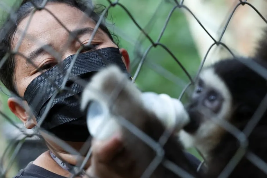 Briser les barrières : en Malaisie, des femmes autochtones en première ligne pour sauver les gibbons menacés
