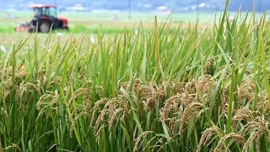 Le Japon abandonne sa politique rizicole : une nouvelle ère pour la sécurité alimentaire et les agriculteurs