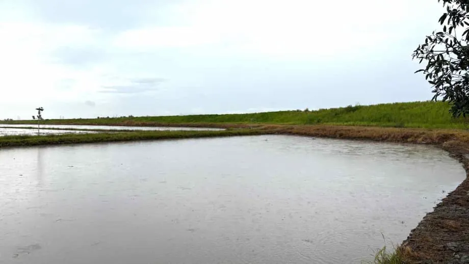 Toshiba met ses prévisions météorologiques avancées au service des riziculteurs malaisiens : un pas vers une agriculture intelligente et résiliente face au changement climatique