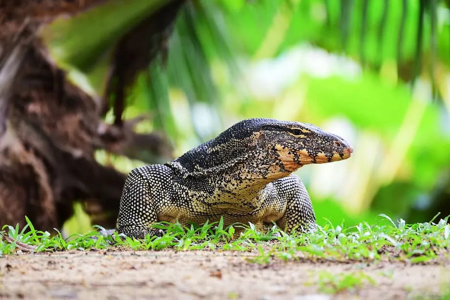 Bangkok autorise l’élevage commercial des varans malais : promesses économiques et défis pour la conservation