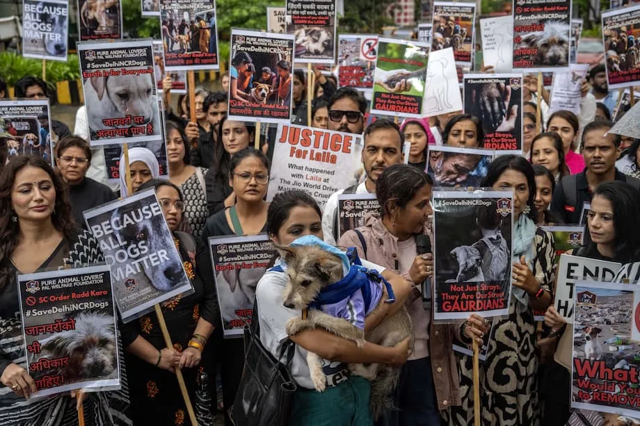 La Cour suprême indienne révise son ordonnance sur les chiens errants après un tollé : concilier sécurité, compassion et pragmatisme
