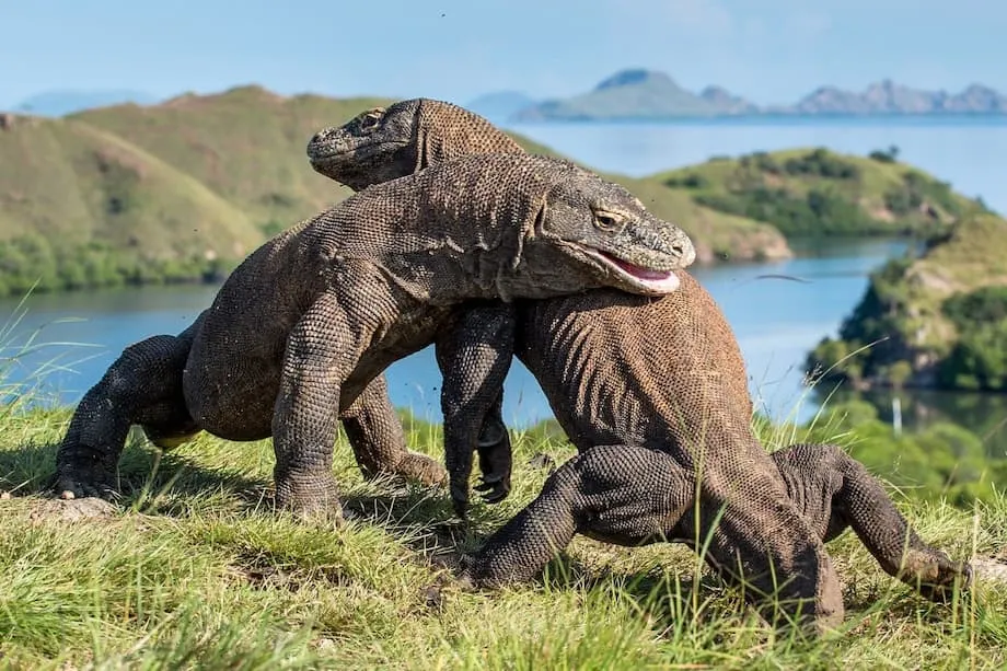 Villas de luxe dans le parc national de Komodo : un projet d’aménagement suscite une vive opposition et un débat mondial
