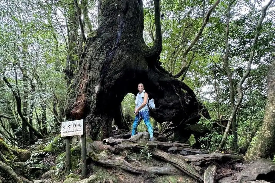 Yakushima : l’île aux forêts anciennes qui a inspiré Princesse Mononoké