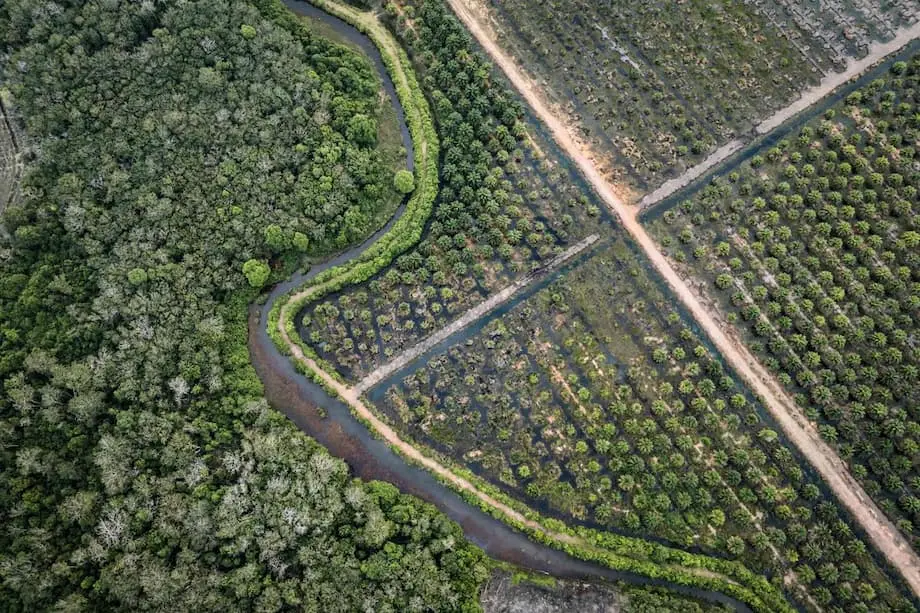La lutte de l’Indonésie contre l’exploitation minière illégale dans les forêts : ambitions, controverses et conséquences
