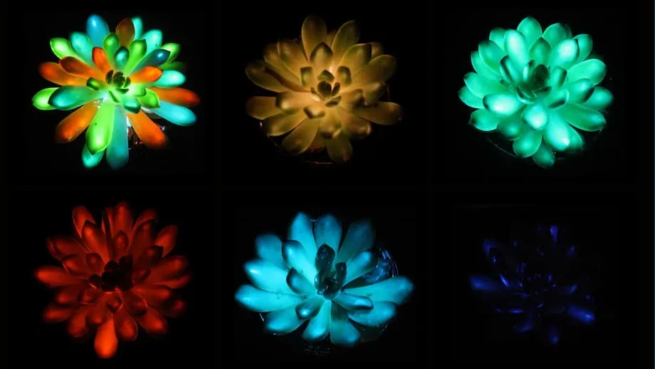 Des scientifiques chinois dévoilent des succulentes multicolores qui brillent dans le noir : un pas vers un éclairage durable à base de plantes