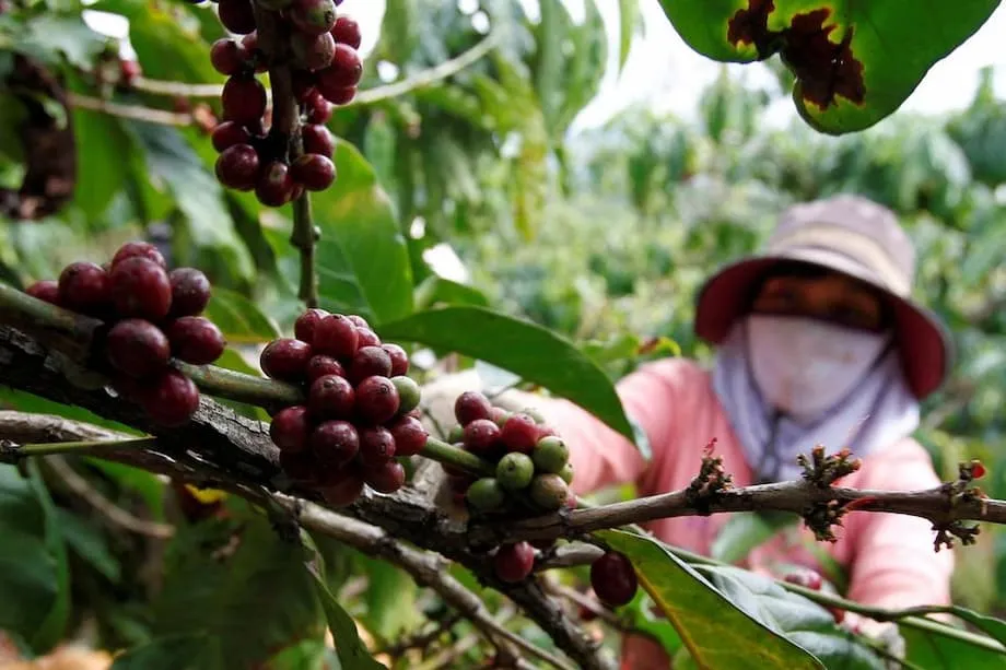 Le secteur vietnamien du café gagne en importance mondiale dans un contexte de flambée des prix et de mutation des marchés