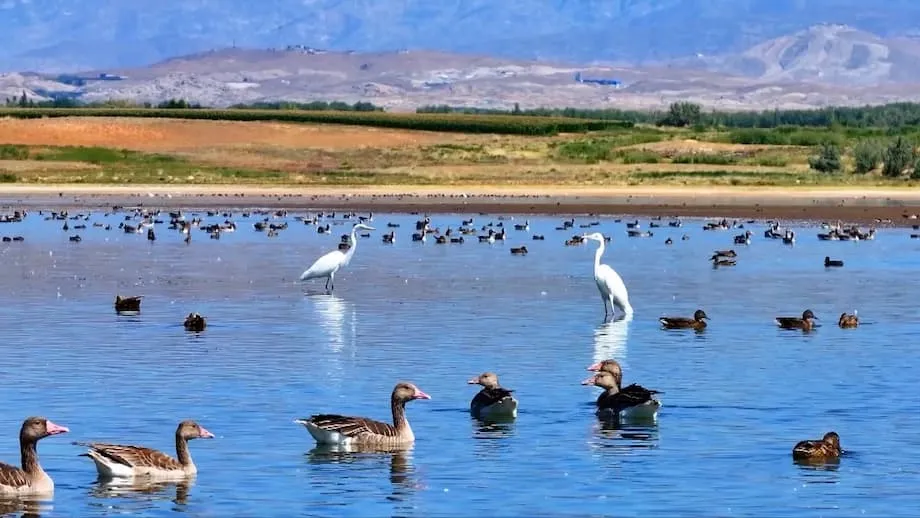 Les oiseaux migrateurs font du réservoir d’Aweitan, au Xinjiang, un havre de biodiversité