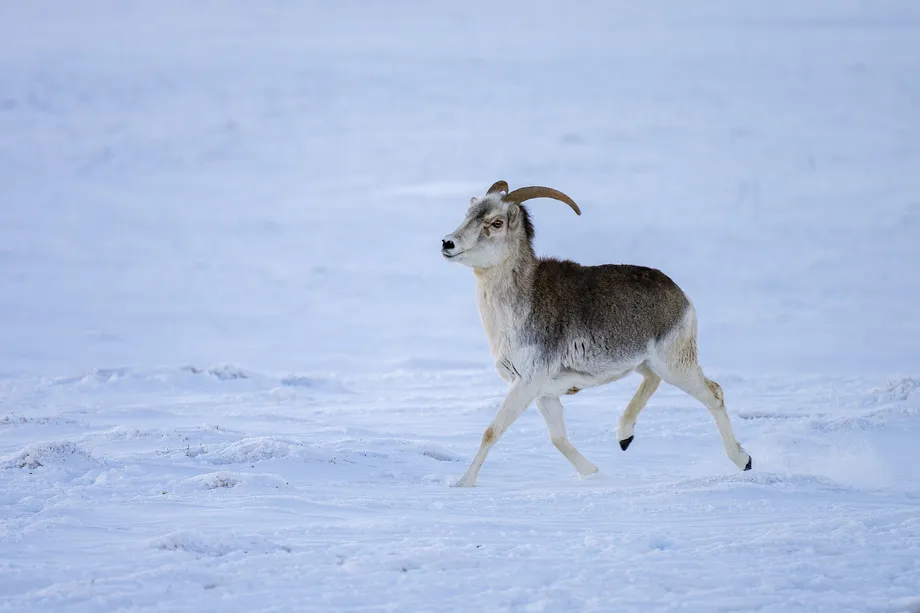 Dans les Pamirs, la Chine et le Tadjikistan s’allient pour protéger la faune et rétablir les corridors écologiques