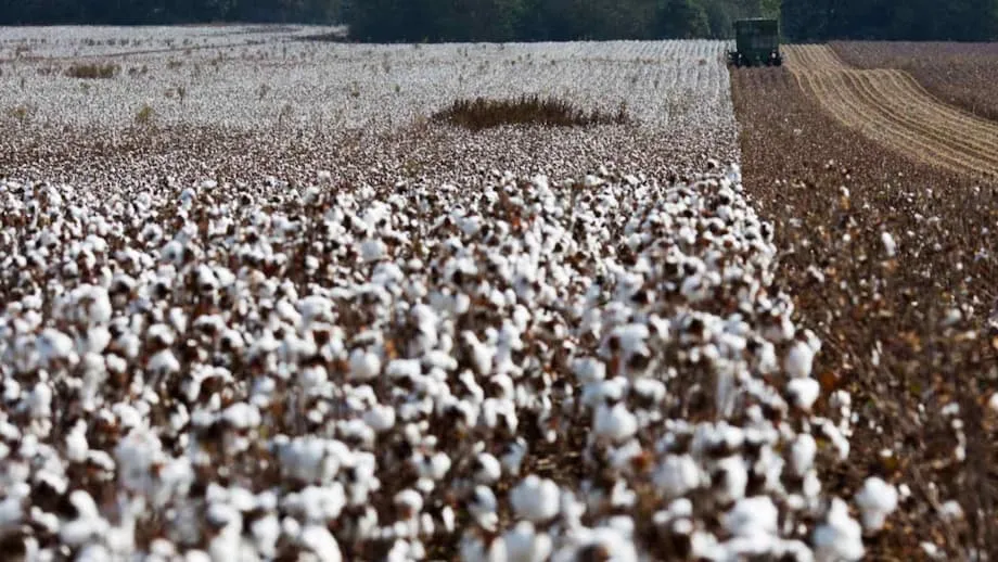 Les exportations de coton américain vers la Chine s’effondrent tandis que la production de vêtements se déplace vers le Vietnam