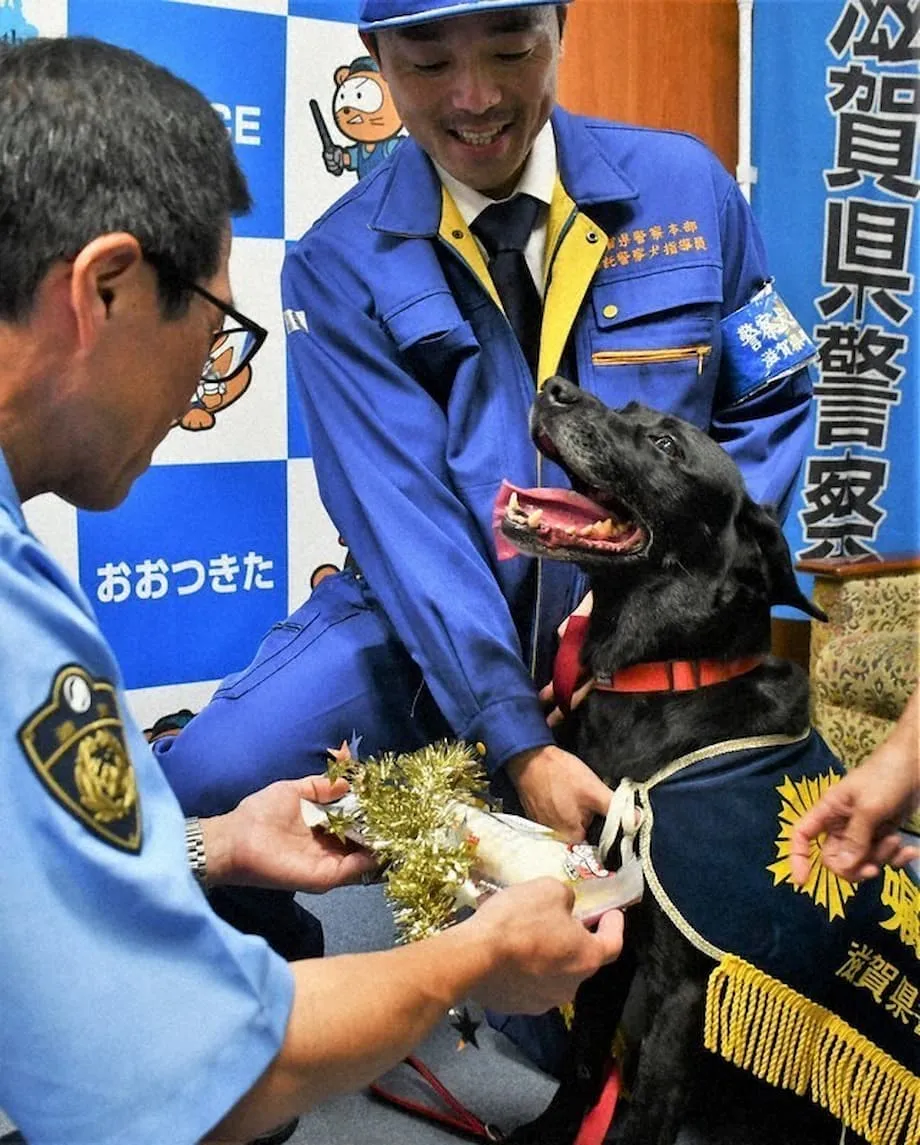 Un labrador récompensé après avoir aidé à retrouver une femme âgée disparue à Otsu