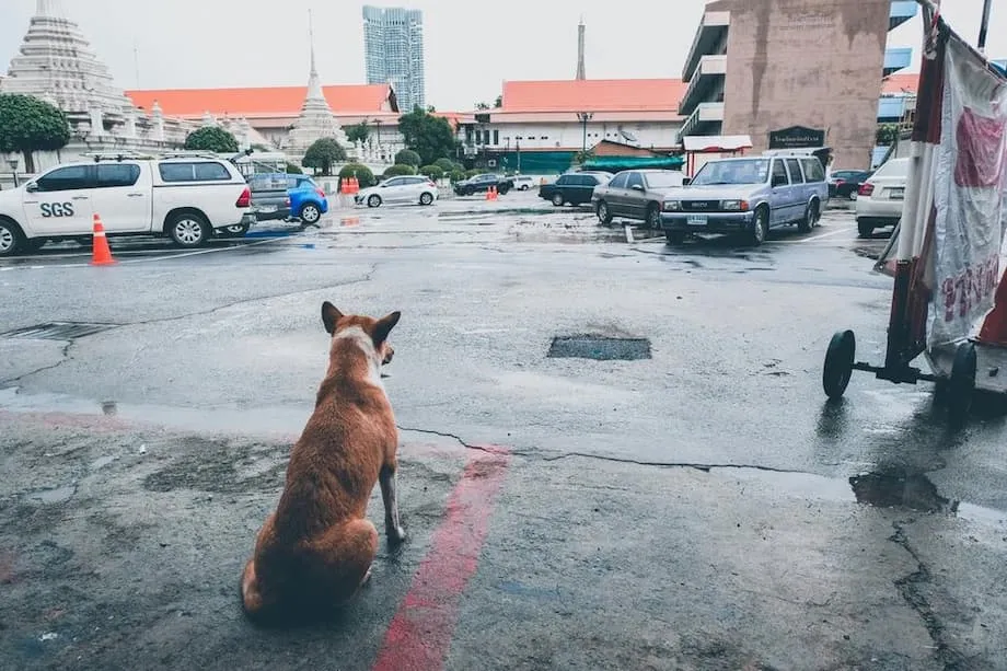 Bangkok déclare des zones d’épidémie de rage et interdit pendant 30 jours le déplacement des animaux