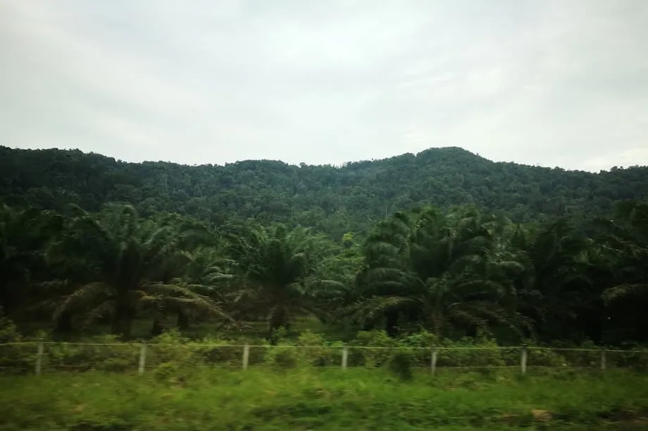 L’Indonésie saisit des plantations illégales de palmiers à huile et des parcelles de mines de nickel dans le cadre d’une vaste opération