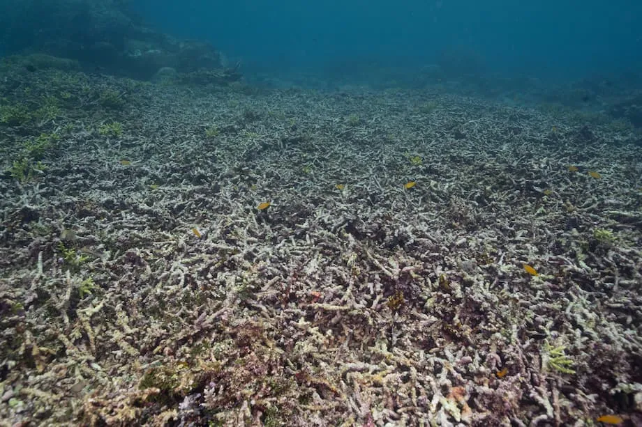 Reprise de l’exploitation minière sur l’île de Gag, à Raja Ampat, malgré les craintes de dommages aux récifs