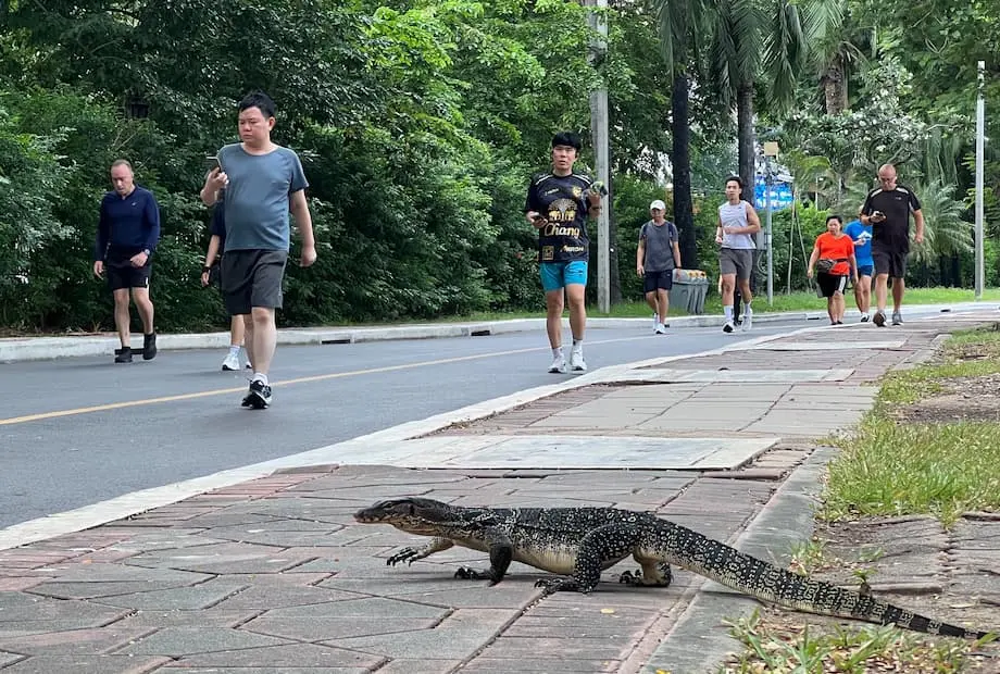 Bangkok fait face à une prolifération de varans malais dans ses parcs urbains