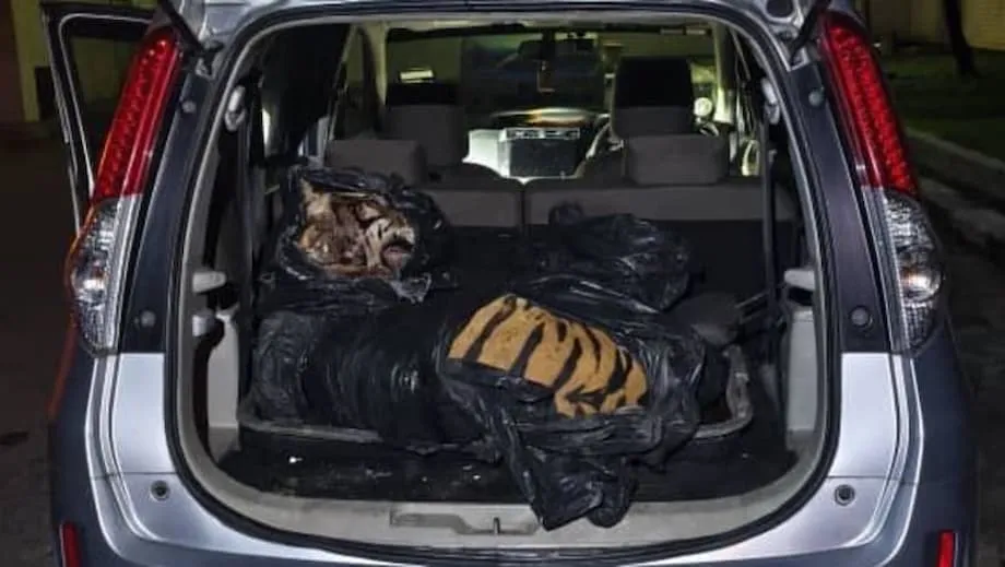 La mort d’un tigre dans le Johor entraîne des arrestations, suscite l’indignation nationale et relance la lutte contre le trafic