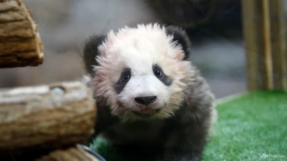 Le zoo de Beauval va rapatrier en Chine les pandas Huan Huan et Yuan Zi après le diagnostic d’une insuffisance rénale