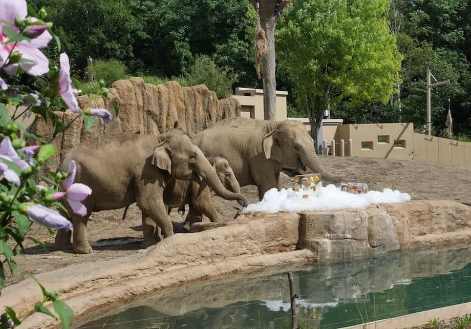 Des fruits donnés permettent de nourrir les animaux du zoo Maruyama de Sapporo malgré la hausse des coûts