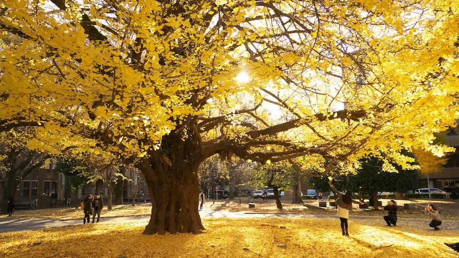 Prévisions 2025 des couleurs d’automne au Japon