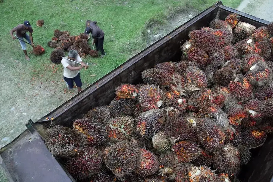 La Chine veut sécuriser son approvisionnement en huile de palme indonésienne, tandis que Jakarta vise le B50