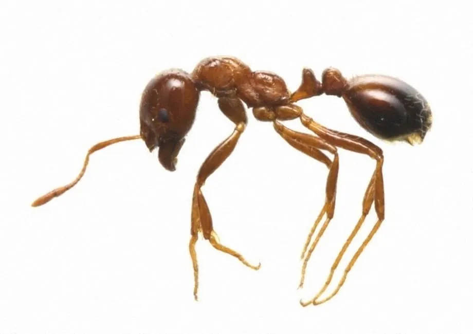 Une infestation record de fourmis de feu au port de Tokyo déclenche une intervention d’urgence et des mesures aux frontières