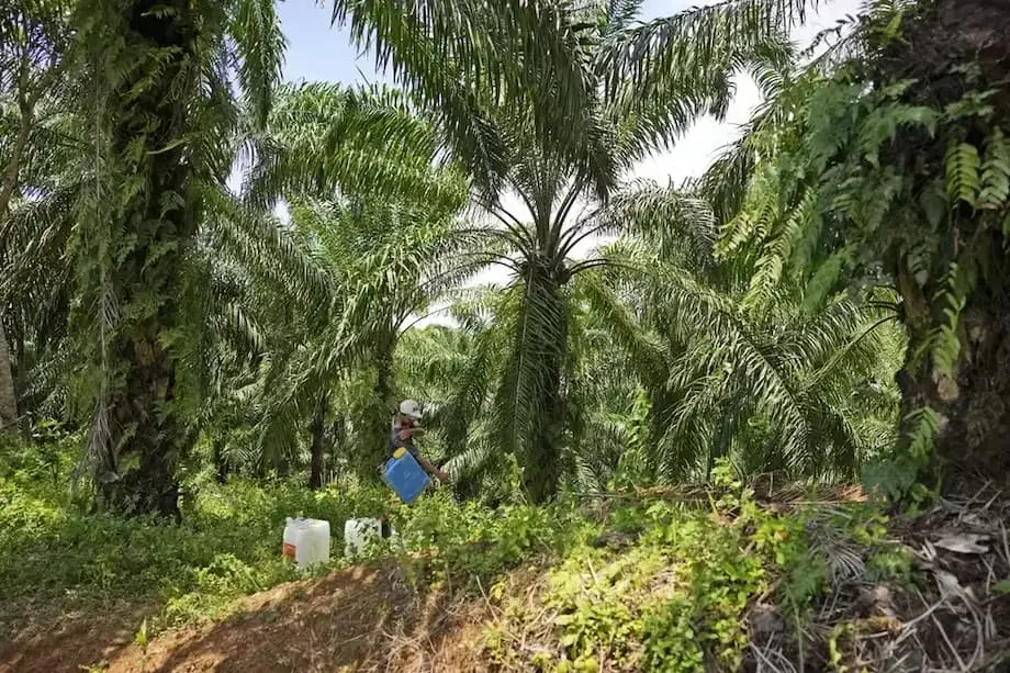 L’Indonésie confie 1,8 million d’hectares de plantations de palmiers à huile saisies à une entreprise publique