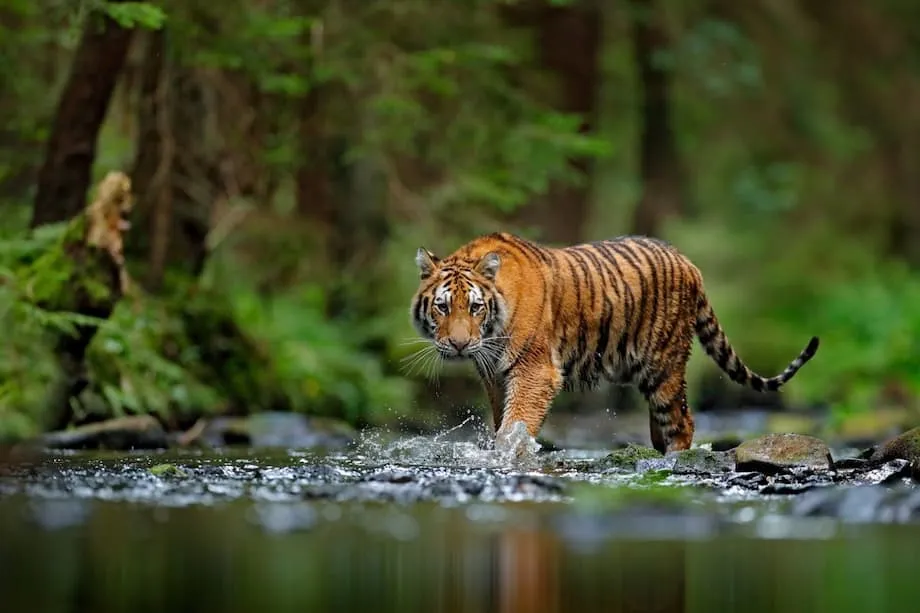 La faune sauvage nord-coréenne menacée d’extinction par la chasse et les marchés noirs