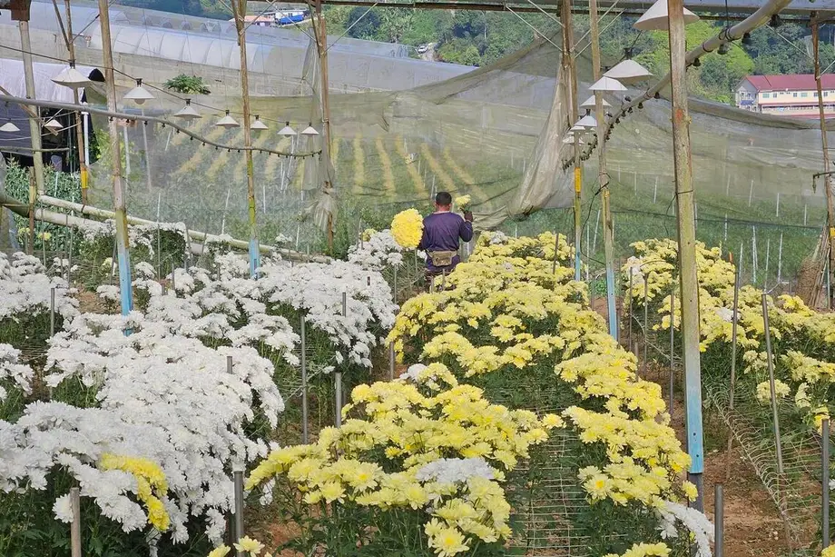 La filière floricole malaisienne sous pression : pénurie de main-d’œuvre et importations moins chères mettent à l’épreuve un secteur autrefois florissant
