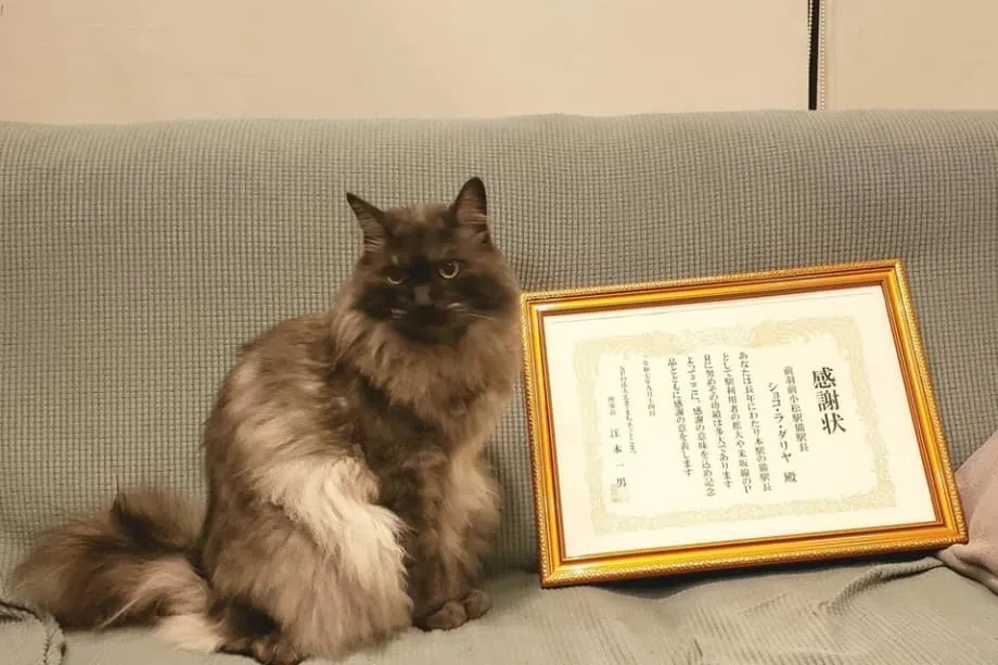 Chocolat le chat prend sa retraite de chef de gare à Yamagata après des années de sourires