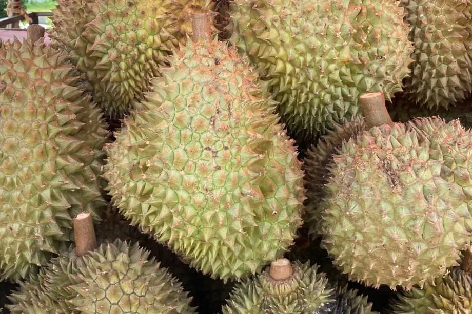 L’Indonésie cherche à vendre directement son durian à la Chine, avec un accent sur la chaîne du froid et l’hygiène