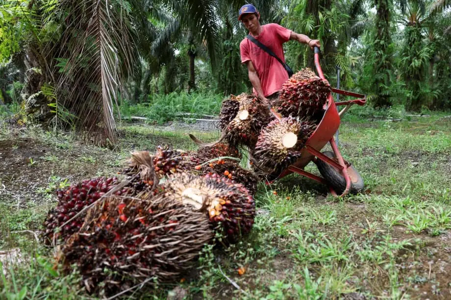 La prise de contrôle militaire des plantations de palmiers à huile en Indonésie ébranle une chaîne d’approvisionnement mondiale