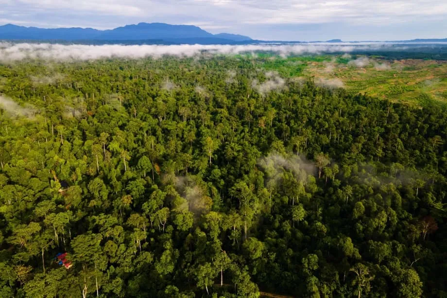 L’Indonésie et le Fonds pour les forêts tropicales perpétuelles à la COP30