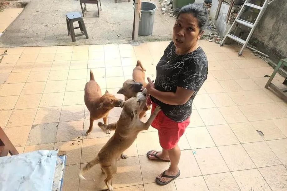 Jakarta s’apprête à interdire la viande de chien et de chat face aux inquiétudes sanitaires et au nom du bien-être animal