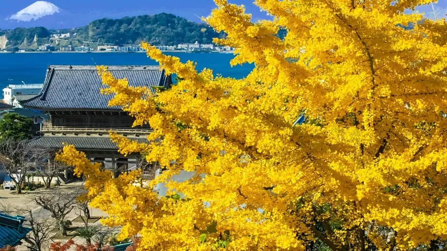 Kamakura en automne : de temple en temple, au milieu des érables écarlates et des ginkgos dorés