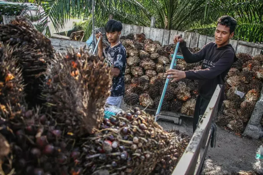 La baisse des droits de douane met l’huile de palme indonésienne à l’épreuve de la déforestation