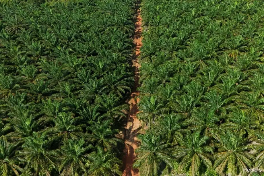 L’Indonésie va créer 600 000 hectares de plantations de palmiers à huile pour soutenir les biocarburants