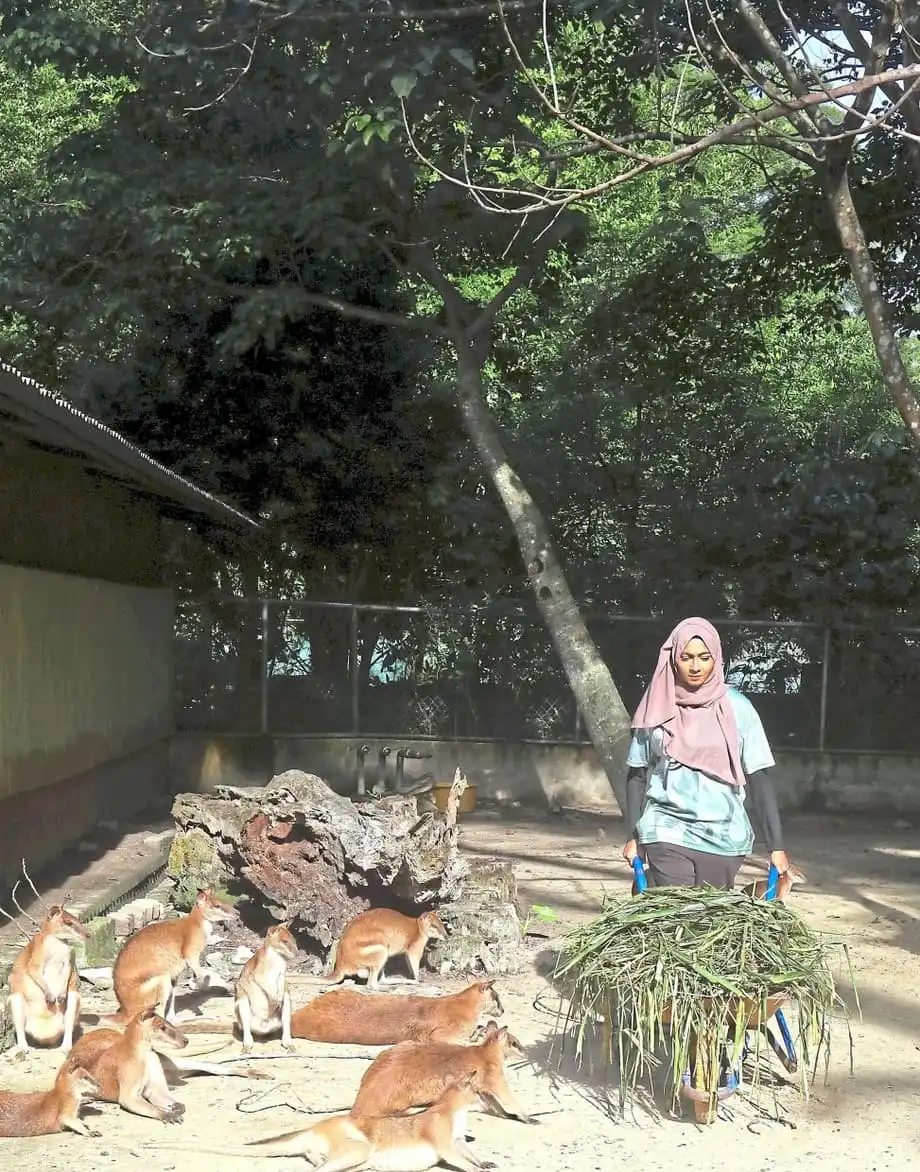 Les bénévoles contribuent à la vie du zoo national de Malaisie grâce au programme KeeperKu