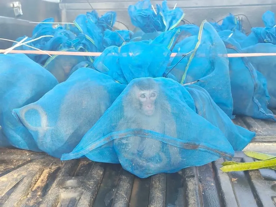 Des rangers thaïlandais sauvent 143 macaques près de la frontière cambodgienne lors de deux opérations liées