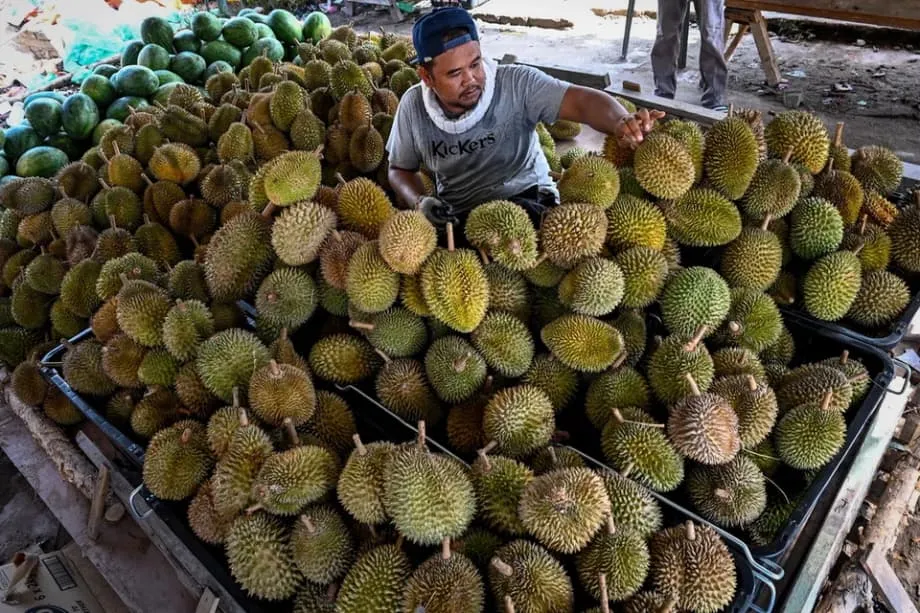 La fierté du durian en jeu, alors que l’Indonésie et la Malaisie se disputent le statut de fruit national