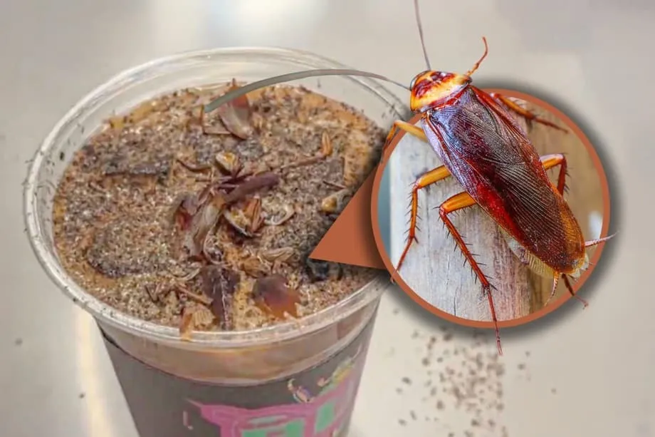 Café aux cafards à Pékin : dans les coulisses de la boisson virale du musée des insectes