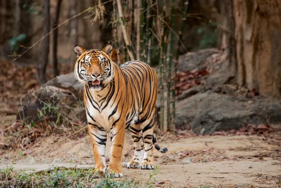 Des colliers GPS révèlent la raréfaction des proies et les risques génétiques pour les derniers tigres d’Indochine de Thaïlande
