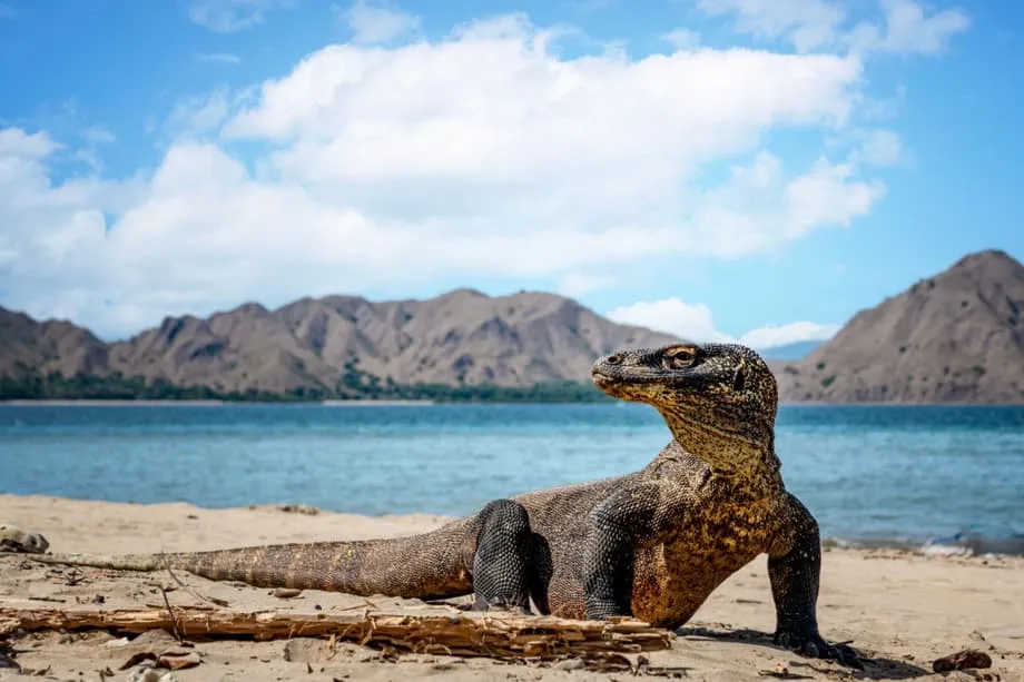 Un nouveau ferry direct entre Bali et Komodo ouvre l’archipel aux voyages à étapes multiples
