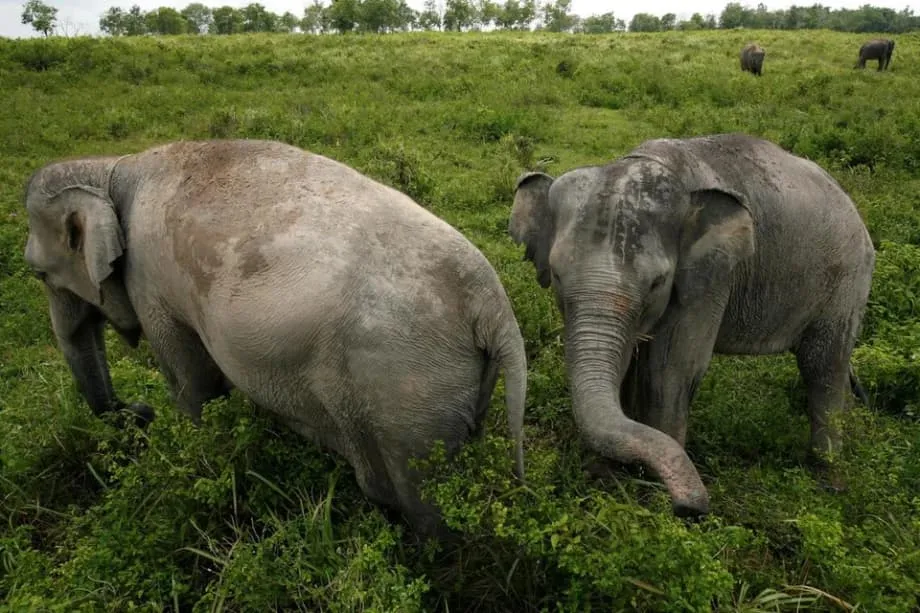 L’Indonésie renforce les patrouilles dans un parc de Sumatra après l’attaque d’un poste de commandement