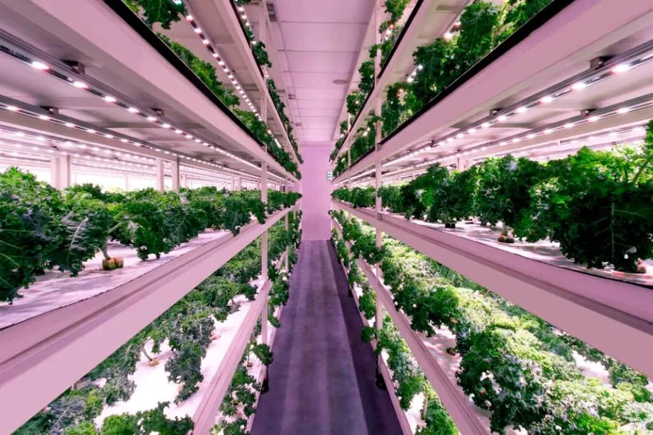 Singapour revoit son plan de sécurité alimentaire et vise 20 % de fibres et 30 % de protéines d’ici à 2035