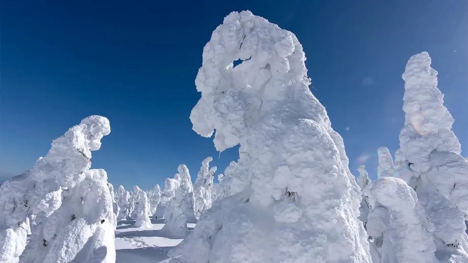 Les monstres de neige du mont Zao s’amenuisent rapidement sous l’effet des hivers plus doux et des insectes